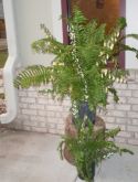 Ferns greeting visitors at the door